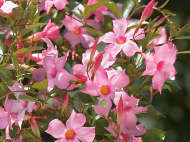 Mandevilla Sun Parasol Pretty Pink